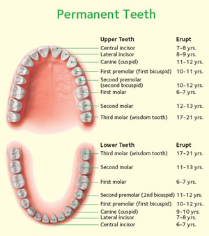 magic dental care Permanent-Teeth magic dental care Permanent-Teeth