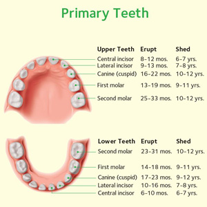 magic dental care Primary-Teeth magic dental care Primary-Teeth