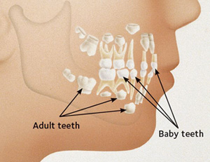 magic dental care Teeth-in-Jaw magic dental care Teeth-in-Jaw